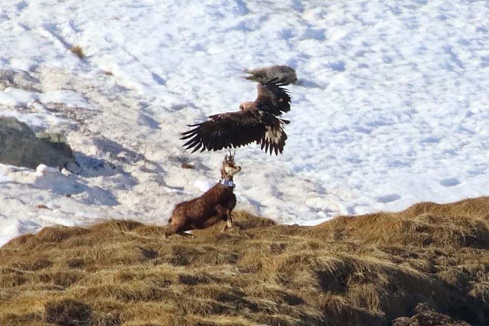 Aquila vs camoscio (documento)